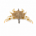 Tan Crab Fly